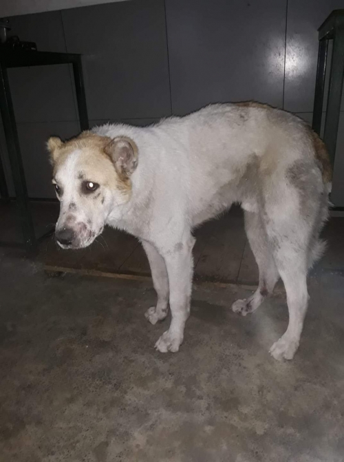 ქართული ნაგაზი უსახელო