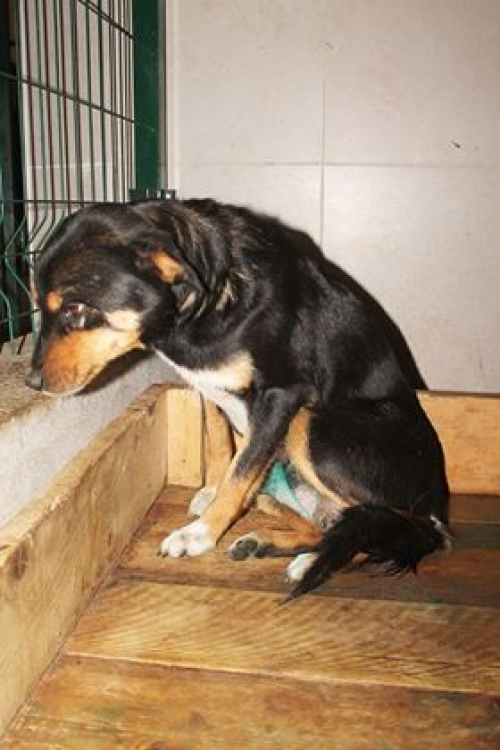 მეტისი ჩაპა