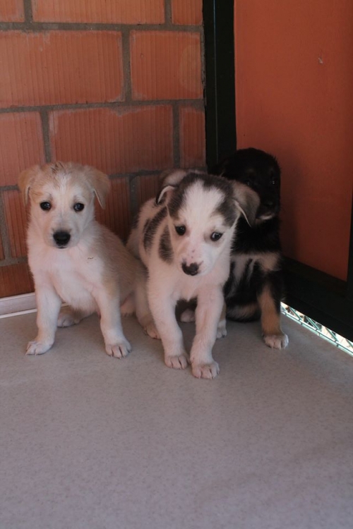 მეტისის ლეკვები უსახელო