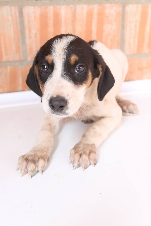 მეტისი უსახელო