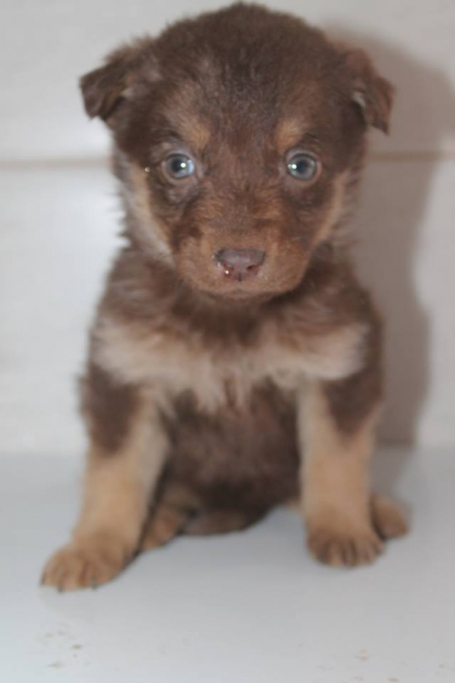 მეტისი უსახელო