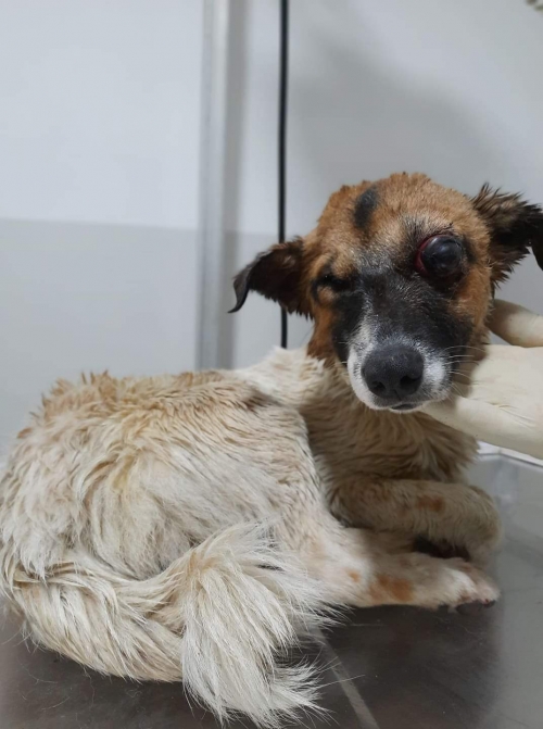 მეტისი უსახელო