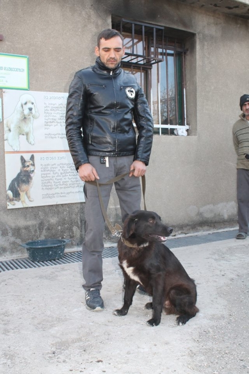 მეტისი ფრედო