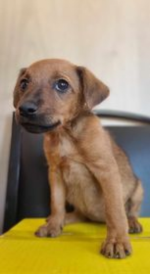 მეტისი უსახელო