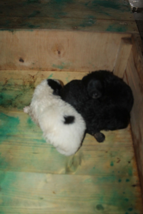 მეტისის ლეკვები უსახელო