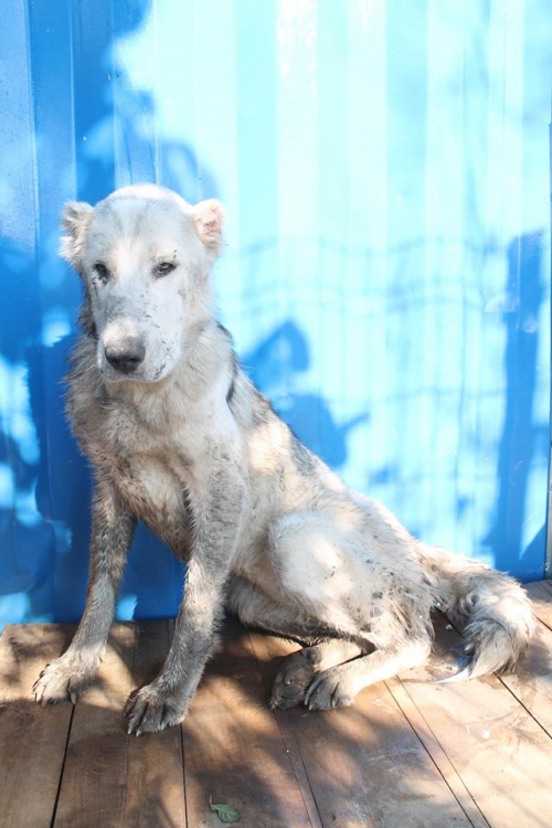 ქართული ნაგაზი ბაქსი