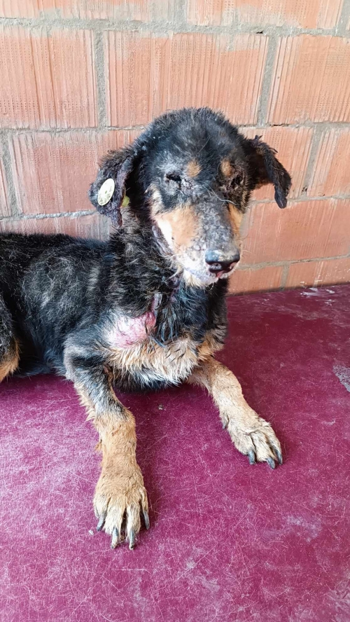 მეტისი საგურამო