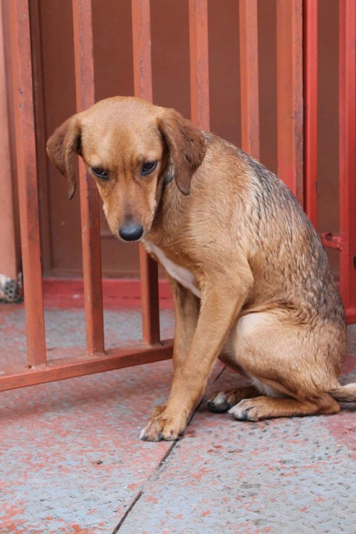 მეტისი უსახელო