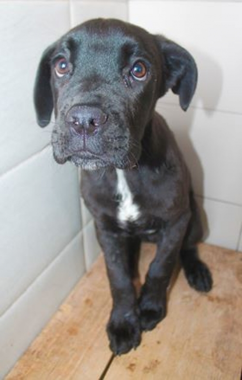 კანე კორსო უსახელო