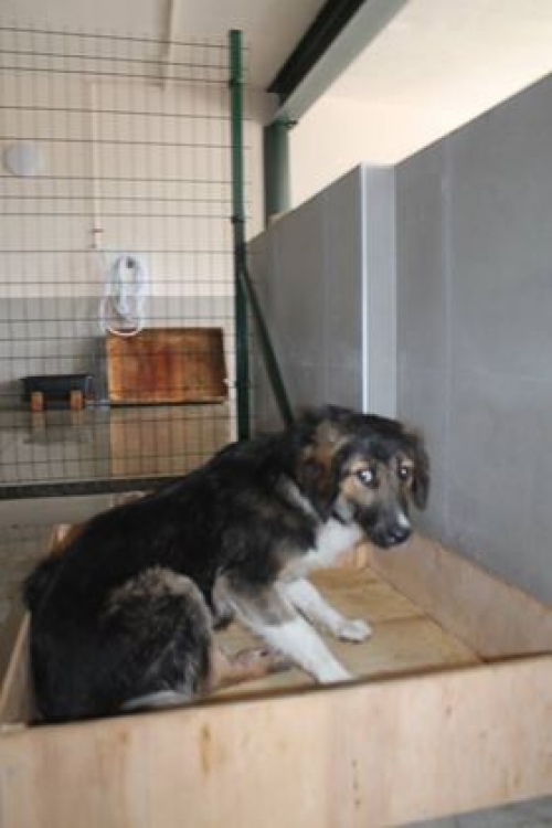 მეტისი უსახელო