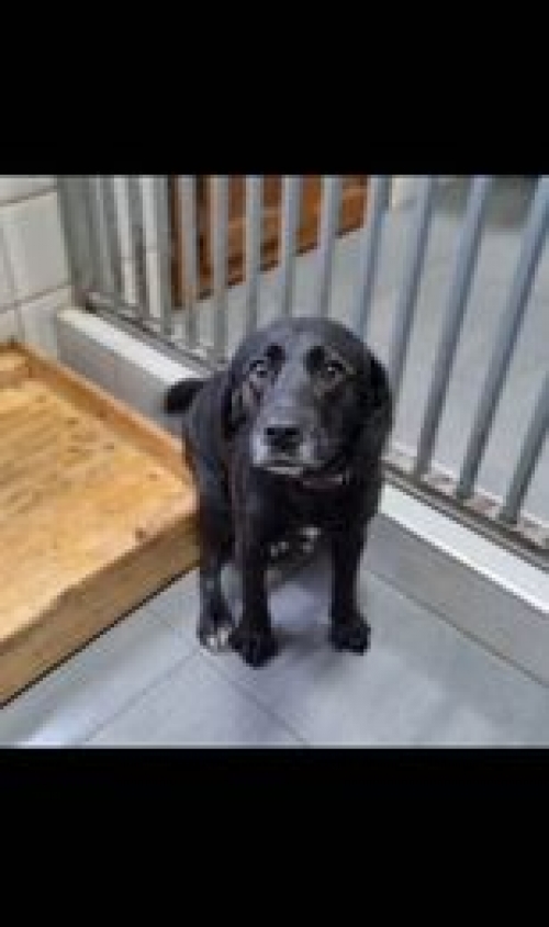 მეტისი წყალტუბო