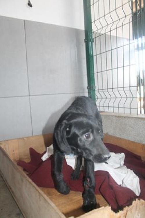 მეტისი ოდრი