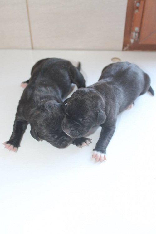 მეტისის ლეკვები უსახელო