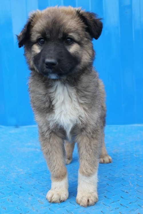 ქართული ქოფაკი უსახელო