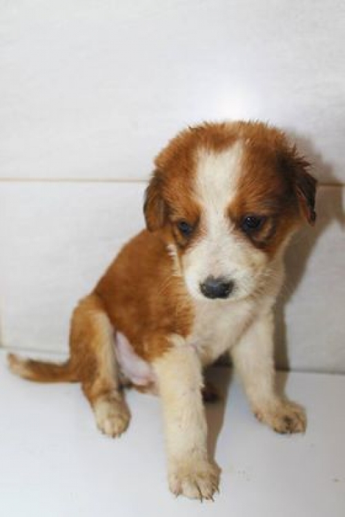 მეტისი უსახელო