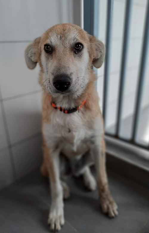 მეტისი ვაჟაფშაველას 41