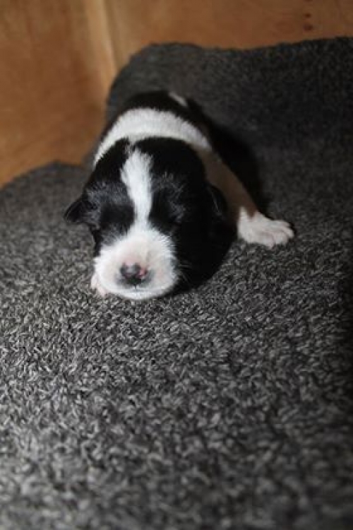 მეტისი უსახელო