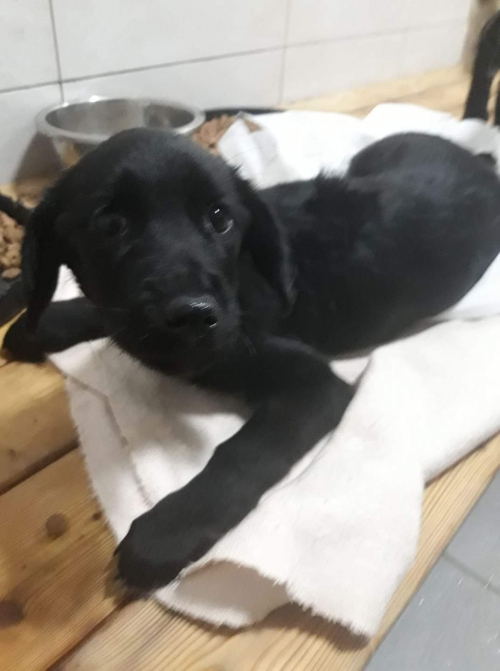 მეტისი უსახელო