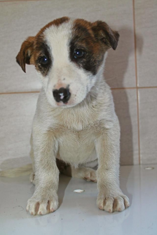 მეტისი უსახელო