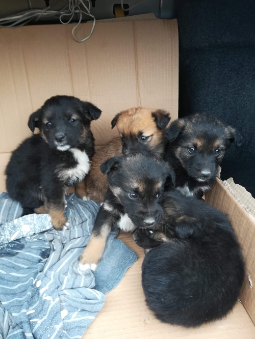 მეტისი უსახელო