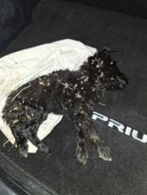 მეტისი ვარკეთილი მეურნეობა