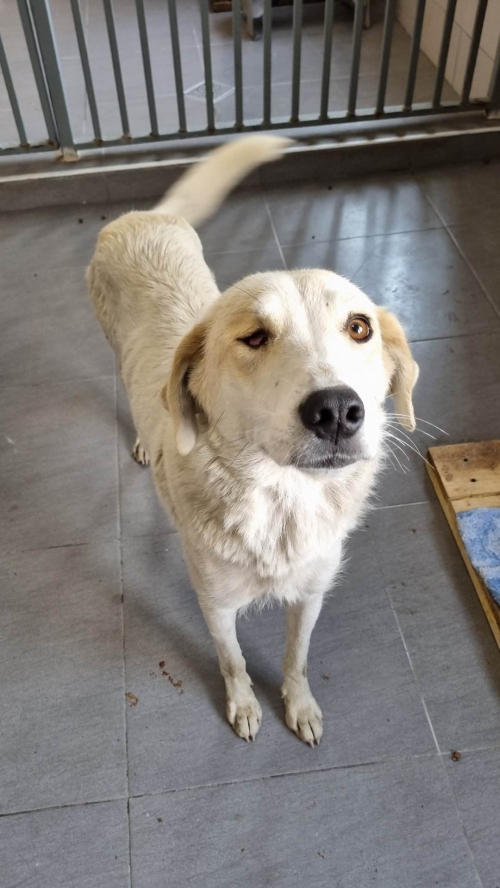 მეტისი ახალციხე