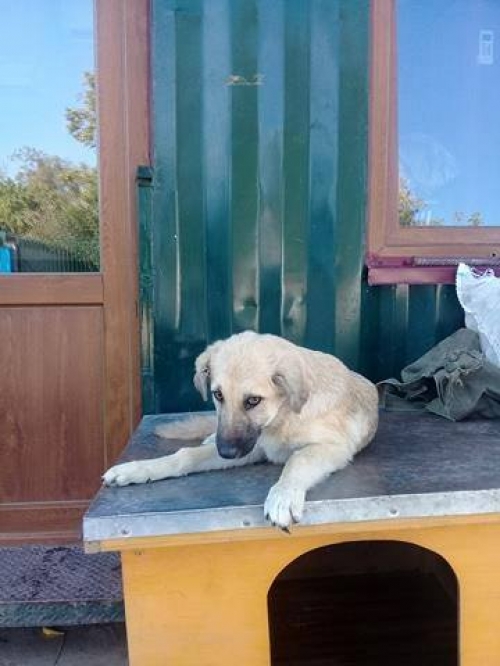 მეტისი უსახელო