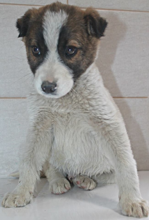 მეტისი უსახელო