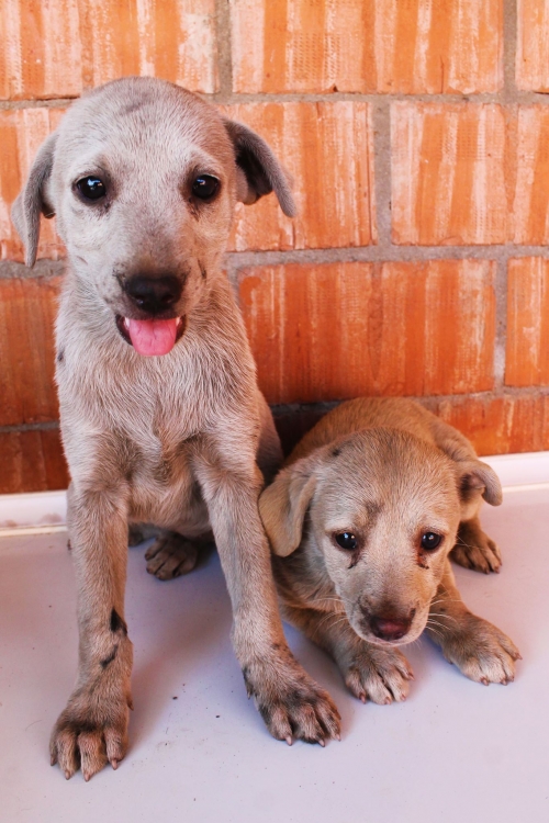 მეტისი უსახელო