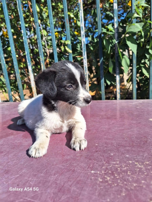 მეტისი კაეროს მე 4 ქუჩა