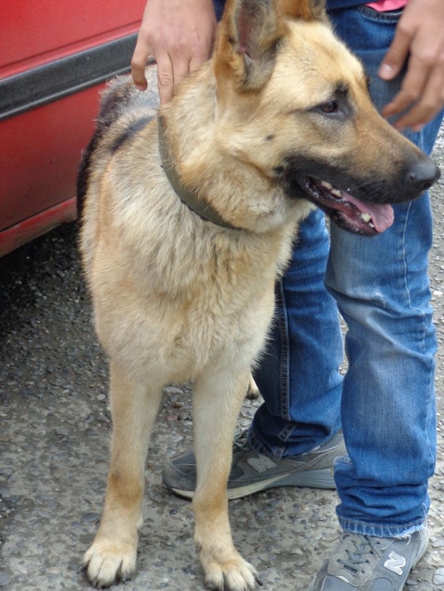 გერმანული ნაგაზი ლედი