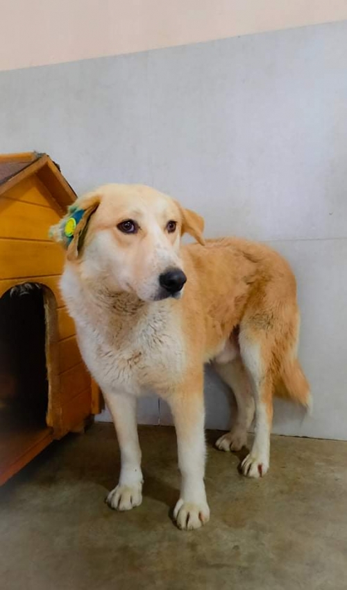 მეტისი დიდიღომი მე 4 მიკრორაიონი