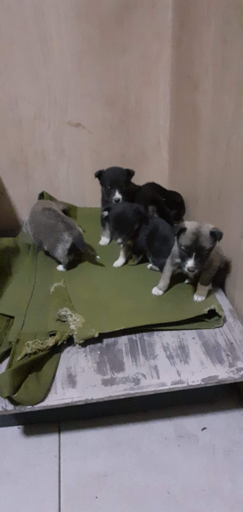 მეტისი უსახელო