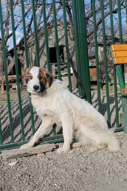 მეტისი უსახელო