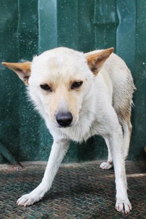 მეტისი უსახელო