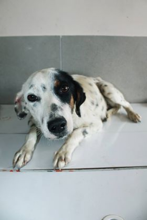 მეტისი უსახელო