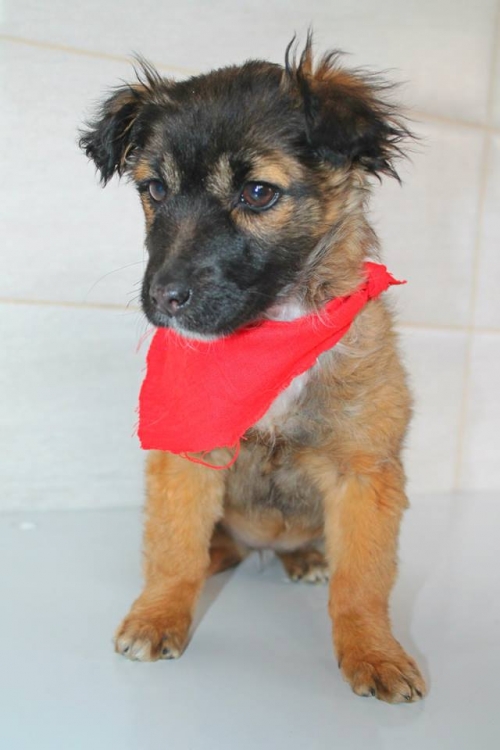 მეტისი უსახელო