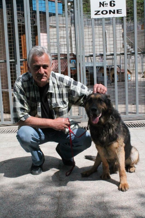 გერმანული ნაგაზი როი