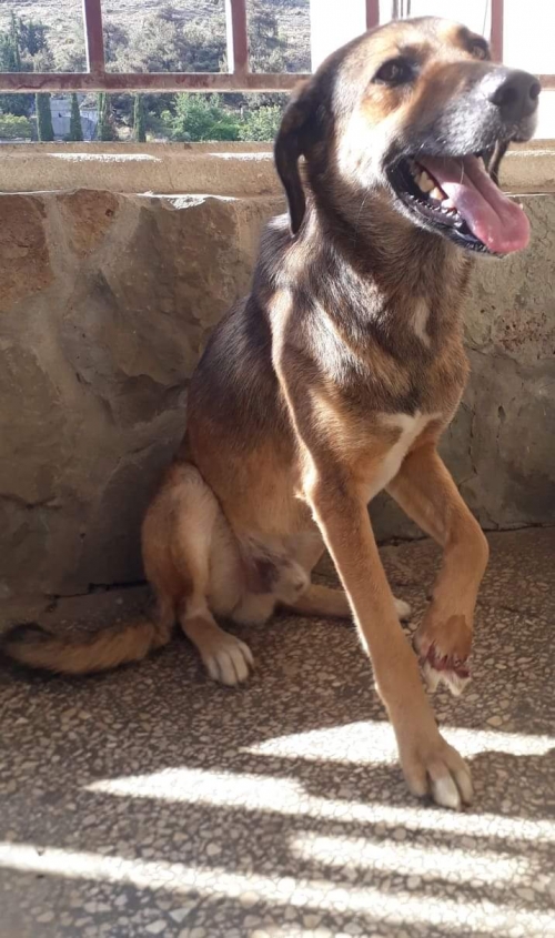 მეტისი კუსა