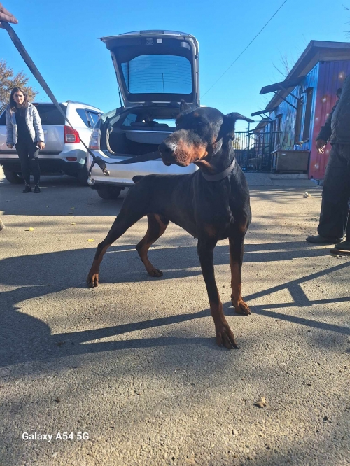 დობერმანი ტობი