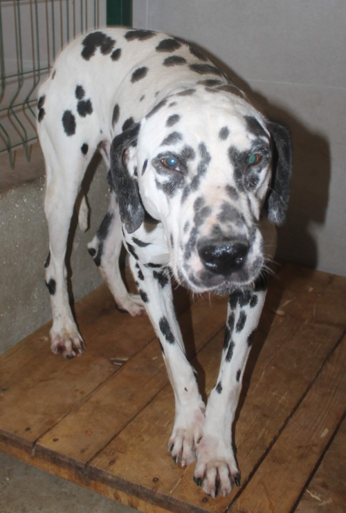 დალმატინი უსახელო