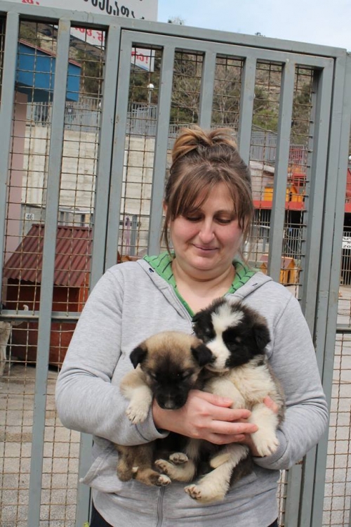 მეტისის ლეკვები უსახელო