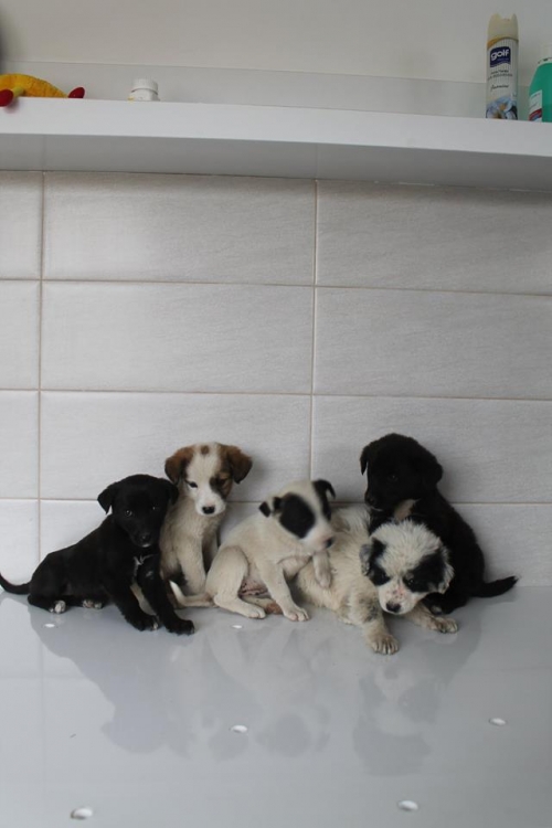 მეტისის ლეკვები უსახელო