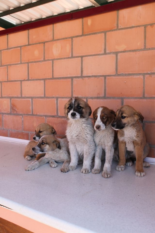 მეტისის ლეკვები უსახელო