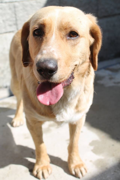 კოკერსპანელის მეტისი ბუბუ