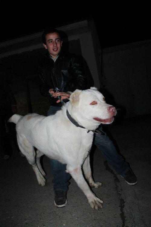 ქართული ნაგაზი უსახელო