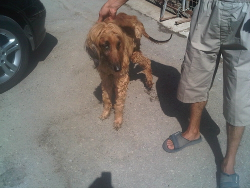 * გარდაცვლილები ავღანური ტერიერი