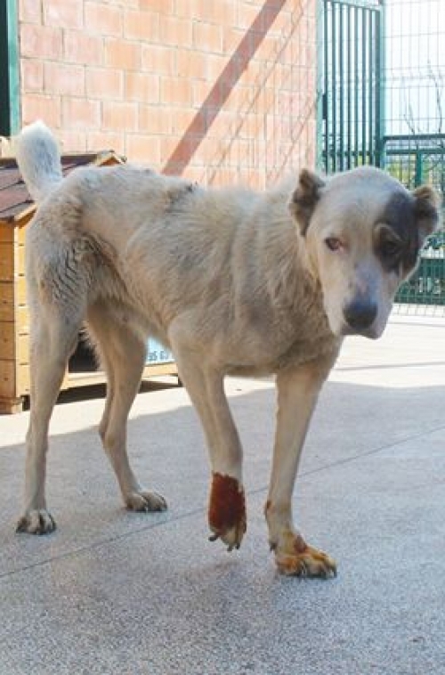 ქართული ნაგაზი უსახელო