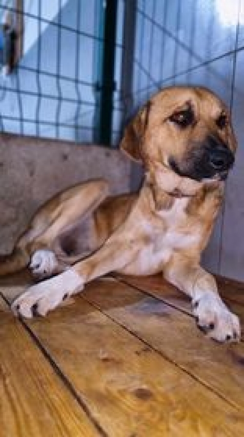 მეტისი მე 3 მასივი