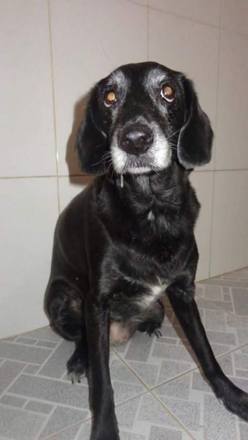 მეტისი მიმი